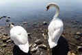 Swans Royalty Free Stock Photo