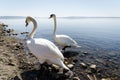 Swans Royalty Free Stock Photo