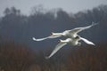 Two flying swans. Royalty Free Stock Photo