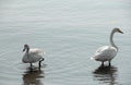 Swans Royalty Free Stock Photo