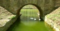 Swans under a bridge Royalty Free Stock Photo