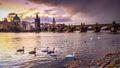 Swans under and the Charles Bridge in Prague Royalty Free Stock Photo