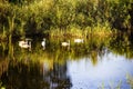 Swans on vacation in the mirror image of the pond