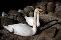 Swan fidelity. Together forever.