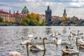 Swans on Vltava river with Charles bridge at background, Prague, Czech Republic Royalty Free Stock Photo