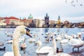 Swans in Vltava river and Charles bridge in Prague
