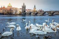 Swans group on Vltava river, near Charles Bridge - Prague, Czech Republic Royalty Free Stock Photo