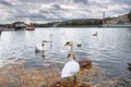 Swans in Vltava river, Prague, Czech republic Royalty Free Stock Photo