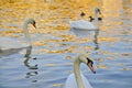 Swans on Vltava River, Prague Royalty Free Stock Photo