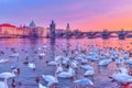 Swans on Vltava river, Prague Royalty Free Stock Photo