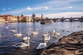 Swans on Vltava river