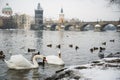 Swans on Vltava river, towers and Charles Bridge in Prague, Czech Republic. Royalty Free Stock Photo