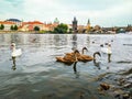 Swans on Vltava river, towers, Charles Bridge and Prague Old Town in the background, Czech republic. Beautiful urban landscape. Royalty Free Stock Photo