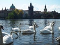 Swans on the vltava river