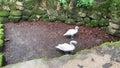 Swans waddle and walk in a park in Sintra Portugal