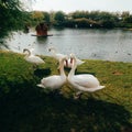 swans walk on the green grass, near the lake Royalty Free Stock Photo