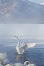 Swans in Water Royalty Free Stock Photo