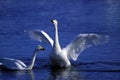 Swans in the water