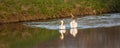 Swans in the water of Sandwell Valley Country Park