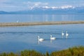 The swans in water and snow mountains of Sailimu lake Xinjiang, China