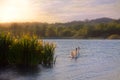 Swans On Water By Wild Yellow Iris