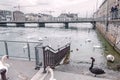 Swans on the waterfront autumn Geneva