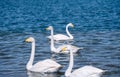 The swans were swimming on the calm lake. Shot in Sayram Lake in Xinjiang, China