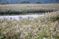 Swans in the wetlands Royalty Free Stock Photo