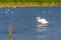 Swans in the wild inside a nature reserve Royalty Free Stock Photo