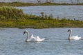 Swans in the wild inside a nature reserve Royalty Free Stock Photo