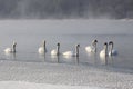 Swans in winter