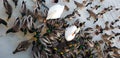 Swans in winter feeding with ducks Royalty Free Stock Photo