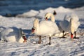 Swans in winter, feeding Royalty Free Stock Photo