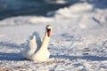Swans in winter, feeding Royalty Free Stock Photo