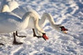 Swans in winter, feeding Royalty Free Stock Photo