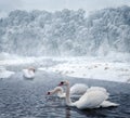 Swans in winter lake Royalty Free Stock Photo