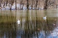 A deserted pond in the woods. Swans in early spring. Swans in winter on the lake