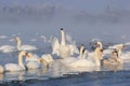 Swans in a winter landscape