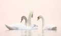 Swans on Winter misty lake Royalty Free Stock Photo