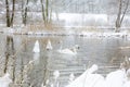 Swans In Wintertime Royalty Free Stock Photo