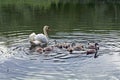 Swans and young in the water Royalty Free Stock Photo