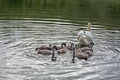 Swans and young in the water Royalty Free Stock Photo
