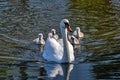 Swans with your fledglings Royalty Free Stock Photo