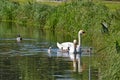 Swans with your fledglings Royalty Free Stock Photo