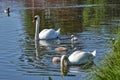 Swans with your fledglings Royalty Free Stock Photo