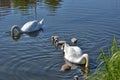 Swans with your fledglings Royalty Free Stock Photo