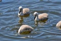 Swans with your fledglings Royalty Free Stock Photo