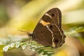 Sward Grass Brown Butterfly