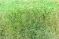 Sward Green Texture Background