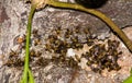 Swarm Of Aggressive Honey Bees